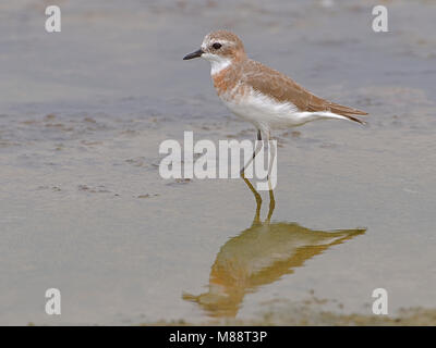 Mongoolse Plevier, sabbia minore Plover, Charadrius mongolus Foto Stock