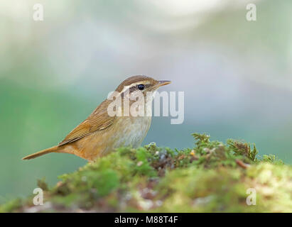 Raddes Boszanger, Radde il trillo, Phylloscopus schwarzi Foto Stock