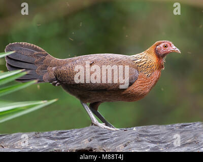 Bankivahoen, Red Junglefowl, Gallus Gallus gallus Foto Stock