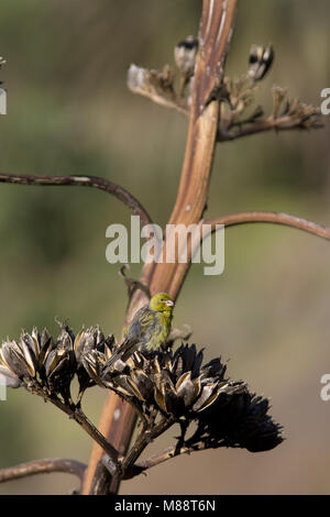 Mannetje Kanarie; maschio Canarie Atlantico Foto Stock