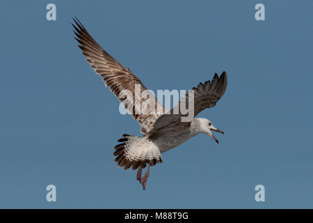 Eerste inverno Pontische Meeuw in de vlucht; primo inverno Caspian Gull in volo Foto Stock