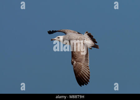 Eerste inverno Pontische Meeuw in de vlucht; primo inverno Caspian Gull in volo Foto Stock