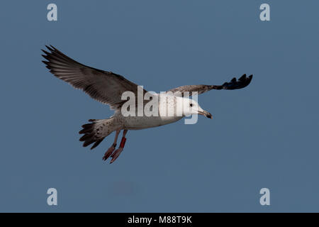 Eerste inverno Pontische Meeuw in de vlucht; primo inverno Caspian Gull in volo Foto Stock