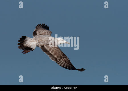 Eerste inverno Pontische Meeuw in de vlucht; primo inverno Caspian Gull in volo Foto Stock