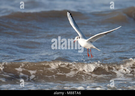 Volwassen Kokmeeuw in winterkleed vliegend boven de branding; inverno per adulti a testa nera Gull volando sul surf Foto Stock