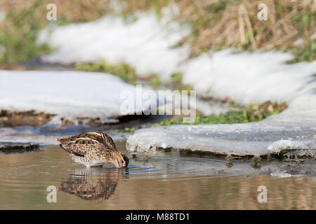 Watersnip foeragerend in acque aperte; Beccaccino rovistando in acque aperte Foto Stock