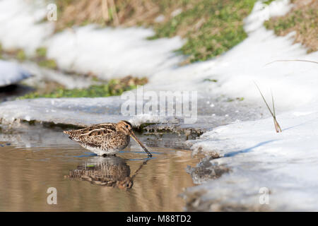 Watersnip foeragerend in acque aperte; Beccaccino rovistando in acque aperte Foto Stock