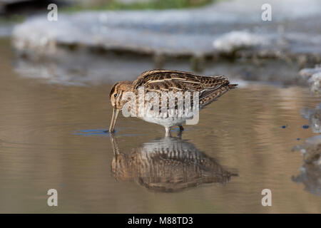 Watersnip foeragerend in acque aperte; Beccaccino rovistando in acque aperte Foto Stock