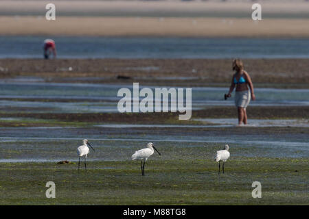 Lepelaars foeragerend tijdens de trek in lagune in zuiden van Portogallo; Eurasian spatole alimentare sulla migrazione in laguna di marea in Portogallo meridionale Foto Stock