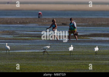 Lepelaars foeragerend tijdens de trek in lagune in zuiden van Portogallo; Eurasian spatole alimentare sulla migrazione in laguna di marea in Portogallo meridionale Foto Stock