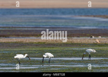 Lepelaars foeragerend tijdens de trek in lagune in zuiden van Portogallo; Eurasian spatole alimentare sulla migrazione in laguna di marea in Portogallo meridionale Foto Stock