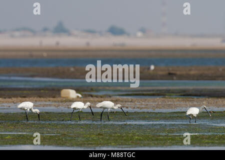 Lepelaars foeragerend tijdens de trek in lagune in zuiden van Portogallo; Eurasian spatole alimentare sulla migrazione in laguna di marea in Portogallo meridionale Foto Stock