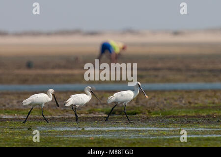 Lepelaars foeragerend tijdens de trek in lagune in zuiden van Portogallo; Eurasian spatole alimentare sulla migrazione in laguna di marea in Portogallo meridionale Foto Stock