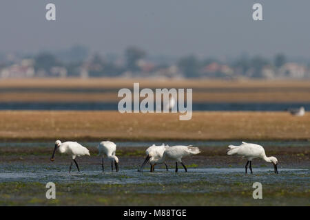 Lepelaars foeragerend tijdens de trek in lagune in zuiden van Portogallo; Eurasian spatole alimentare sulla migrazione in laguna di marea in Portogallo meridionale Foto Stock