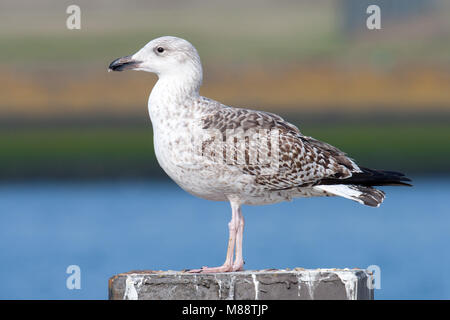 Grote Mantelmeeuw; grande nero-backed Gull Foto Stock