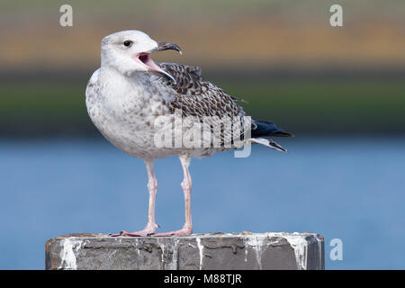 Grote Mantelmeeuw; grande nero-backed Gull Foto Stock