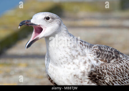 Grote Mantelmeeuw; grande nero-backed Gull Foto Stock