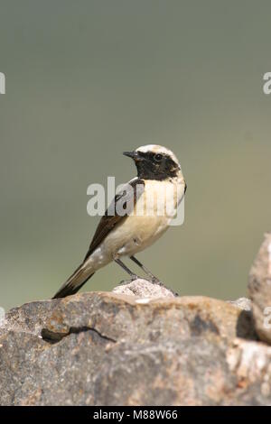 Oostelijke bionda Tapuit mannetje zittend op marcisce; Nero orientale-eared culbianco maschio appollaiato sulla roccia Foto Stock