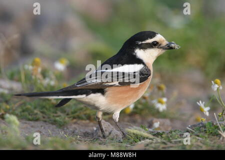 Maskerklauwier zittend; mascherata Shrike appollaiato Foto Stock