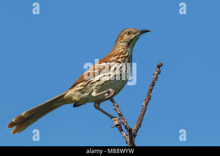 Adulto Galveston Co., TX Aprile 2012 Foto Stock