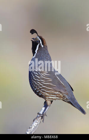 Mannetje Zingend Californische Kuifkwartel, Maschio California Quaglia chiamando Foto Stock