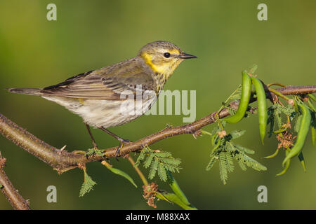 Vrouwtje Tijgerzanger, Femmina Cape May trillo Foto Stock