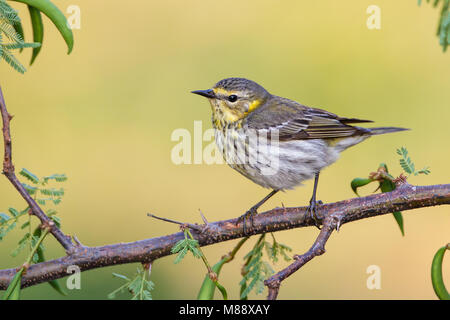 Vrouwtje Tijgerzanger, Femmina Cape May trillo Foto Stock