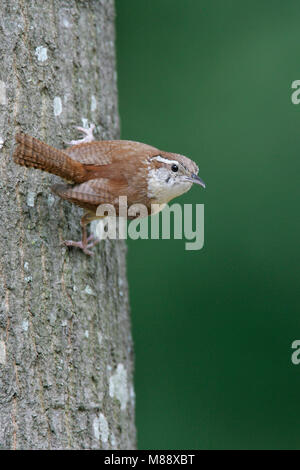 Adulto Harris Co., TX Giugno 2005 Foto Stock