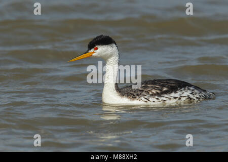 Riproduttori adulti Box Elder Co., UT Giugno 2013 Foto Stock