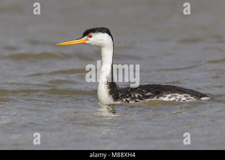 Riproduttori adulti Box Elder Co., UT Giugno 2013 Foto Stock