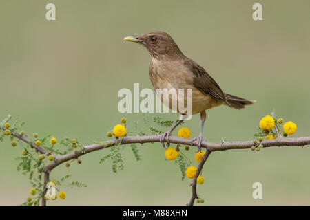 Adulto Hidalgo Co., TX Febbraio 2014 Foto Stock