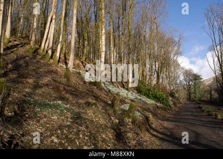 Snowdrops nella foresta, Ponte Greeto sentiero, Largs, Scozia Foto Stock