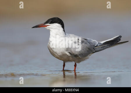 Riproduttori adulti Galveston Co., TX Aprile 2012 Foto Stock