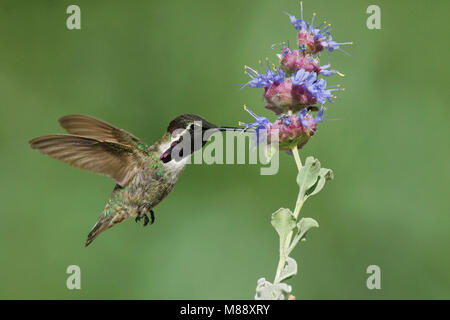 Maschio adulto Kern Co., CA Aprile 2005 Foto Stock