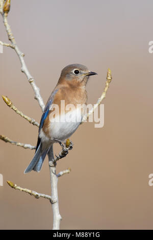 Femmina adulta Bernalillo Co., NM Novembre 2014 Foto Stock