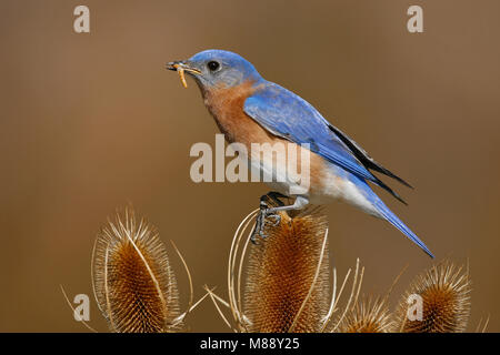 Maschio adulto Montgomery Co., TX Febbraio 2007 Foto Stock