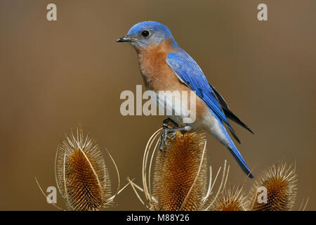 Maschio adulto Montgomery Co., TX Febbraio 2007 Foto Stock