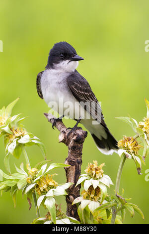 Adulto Galveston Co., TX Aprile 2012 Foto Stock