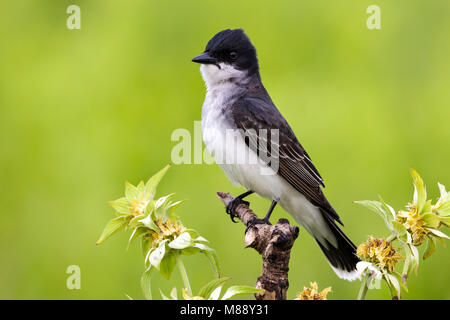 Adulto Galveston Co., TX Aprile 2012 Foto Stock