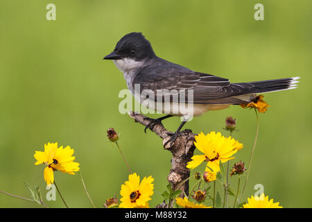 Adulto Galveston Co., TX Aprile 2012 Foto Stock