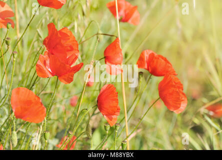 Bellissimi cuccioli in erba di un campo in estate Foto Stock