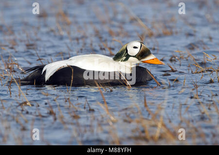 Mannetje Volwassen Brileider, maschio adulto Spectacled Eider Foto Stock