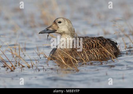 Vrouwtje Brileider, Femmina Spectacled Eider Foto Stock