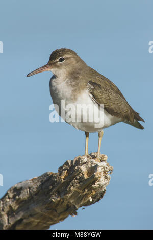 Adulto non-allevamento Hidalgo Co., TX Gennaio 2009 Foto Stock