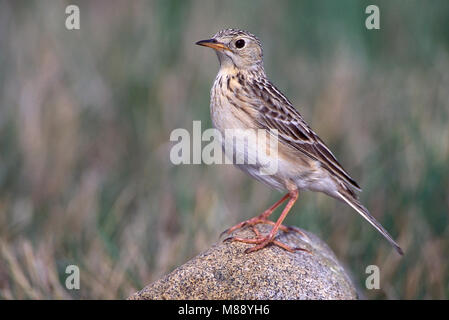 Adulto Kidder Co., ND Giugno 2002 Foto Stock