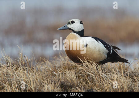 Maschio adulto Barrow, AK Giugno 2010 Foto Stock