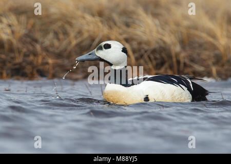 Maschio adulto Barrow, AK Giugno 2010 Foto Stock