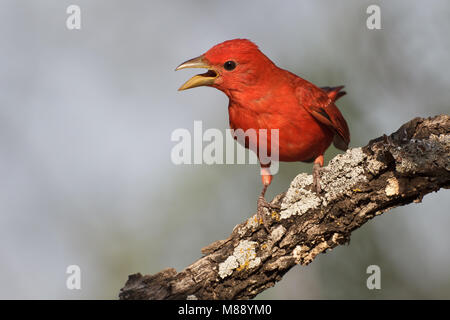 Maschio adulto Kimble Co., TX Aprile 2011 Foto Stock