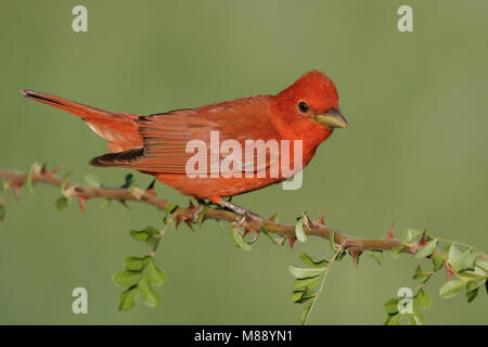 Adulti riproduttori maschi Galveston Co. TX Aprile 2006 Foto Stock