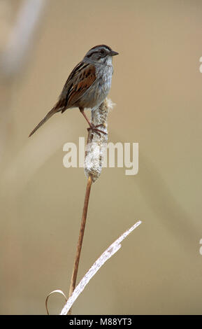 Adulto Kidder Co., ND Giugno 2001 Foto Stock